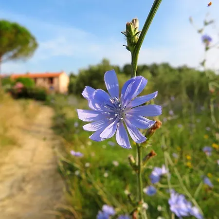 Valdicciola * Suvereto