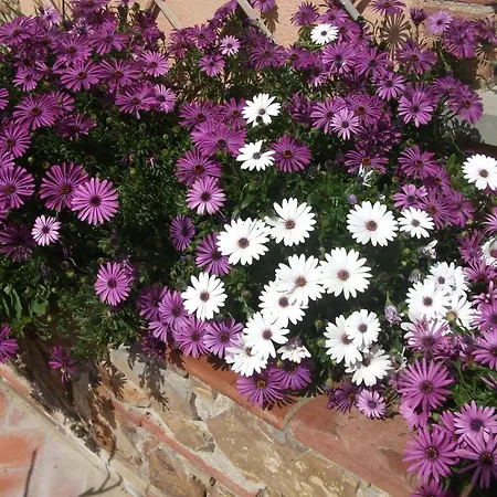 Valdicciola *